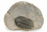 Detailed Metacanthina Trilobite - Lghaft, Morocco #245242-3